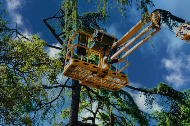 How Our Tree Care Process Works  in Andalusia, AL